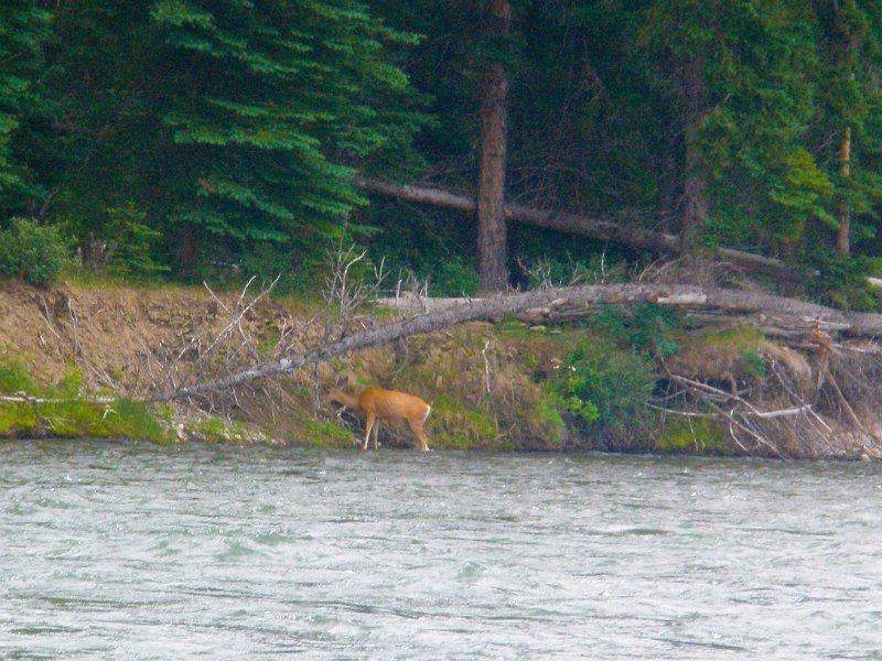 Trip (63).jpg - Deer were observed while rafting down the Snake River.